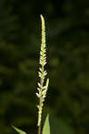 Culver's root